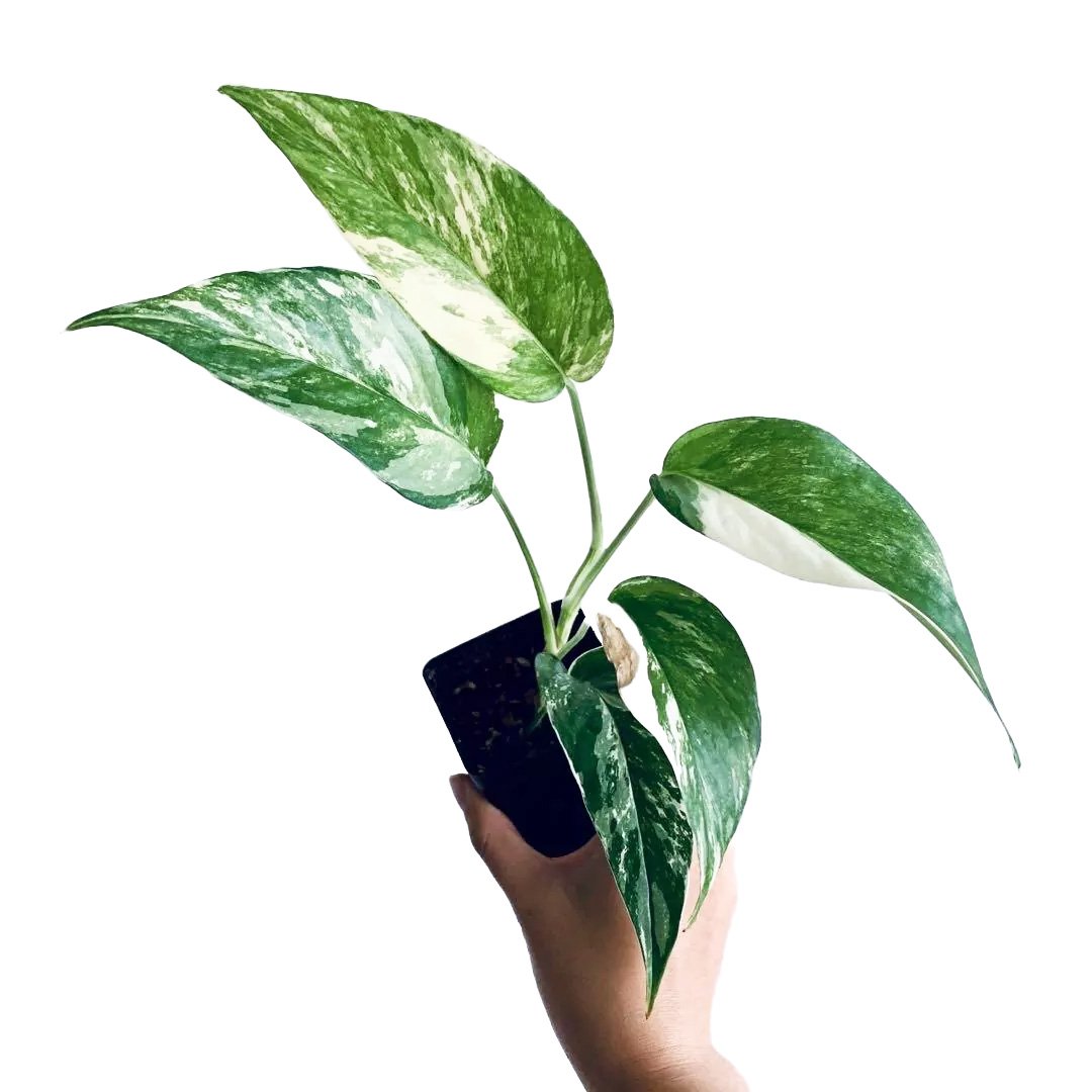 Epipremnum Pinnatum Albo